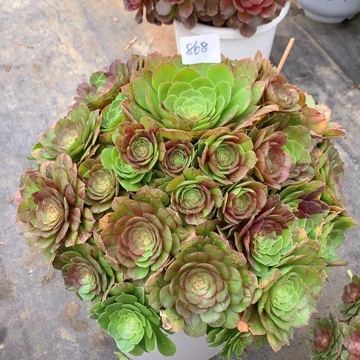 868花月夜精品大捧花