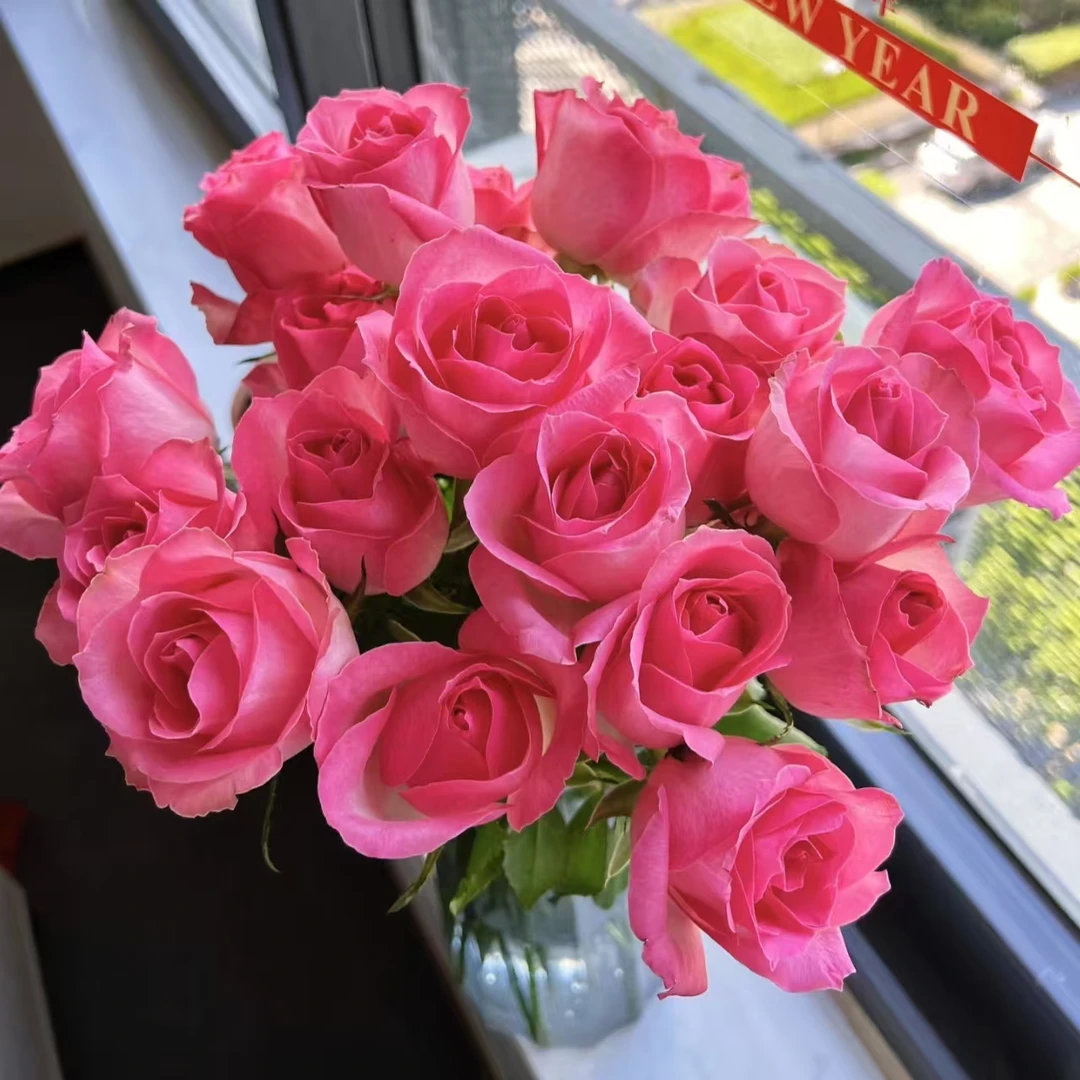 10枝方德荷冠糖果雪山玫瑰（杆子细花苞小）云南鲜花基地直发鲜切花