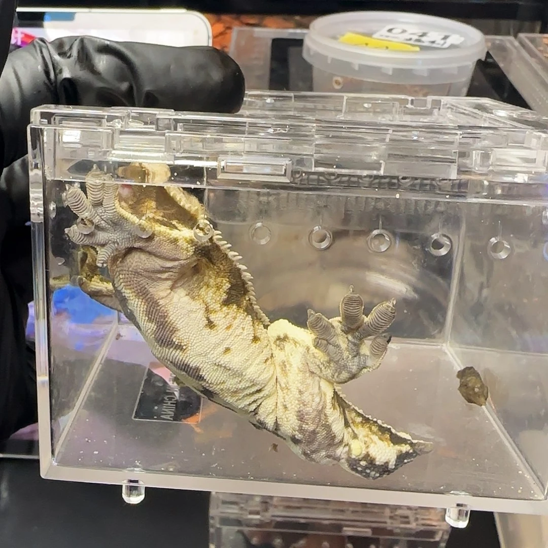 肥尾守宫000000054