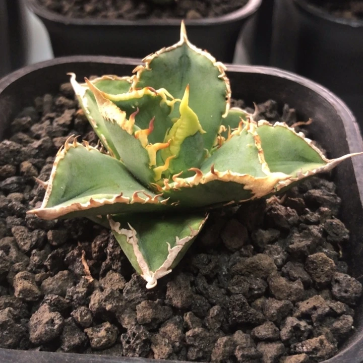 白豪刺仁王冠龙舌兰