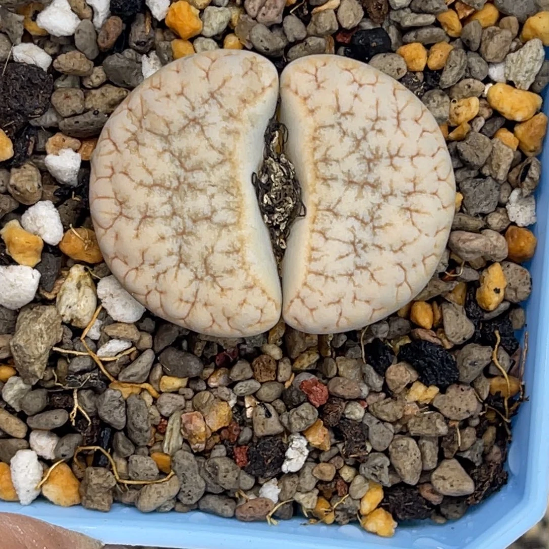 4052拿铁3741尺寸3.4