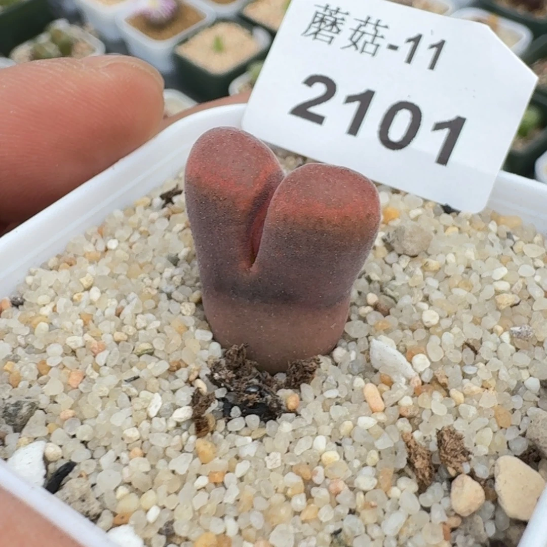 蘑菇蘑菇2101橘色风铃