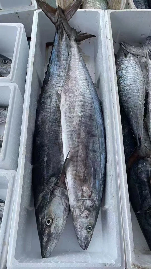 {小琪专属}7斤正宗马鲛鱼 整条切片新鲜速冻 顺丰包邮 博贺港