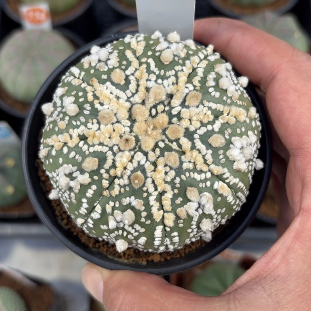 63实生花园兜带盆带土发货