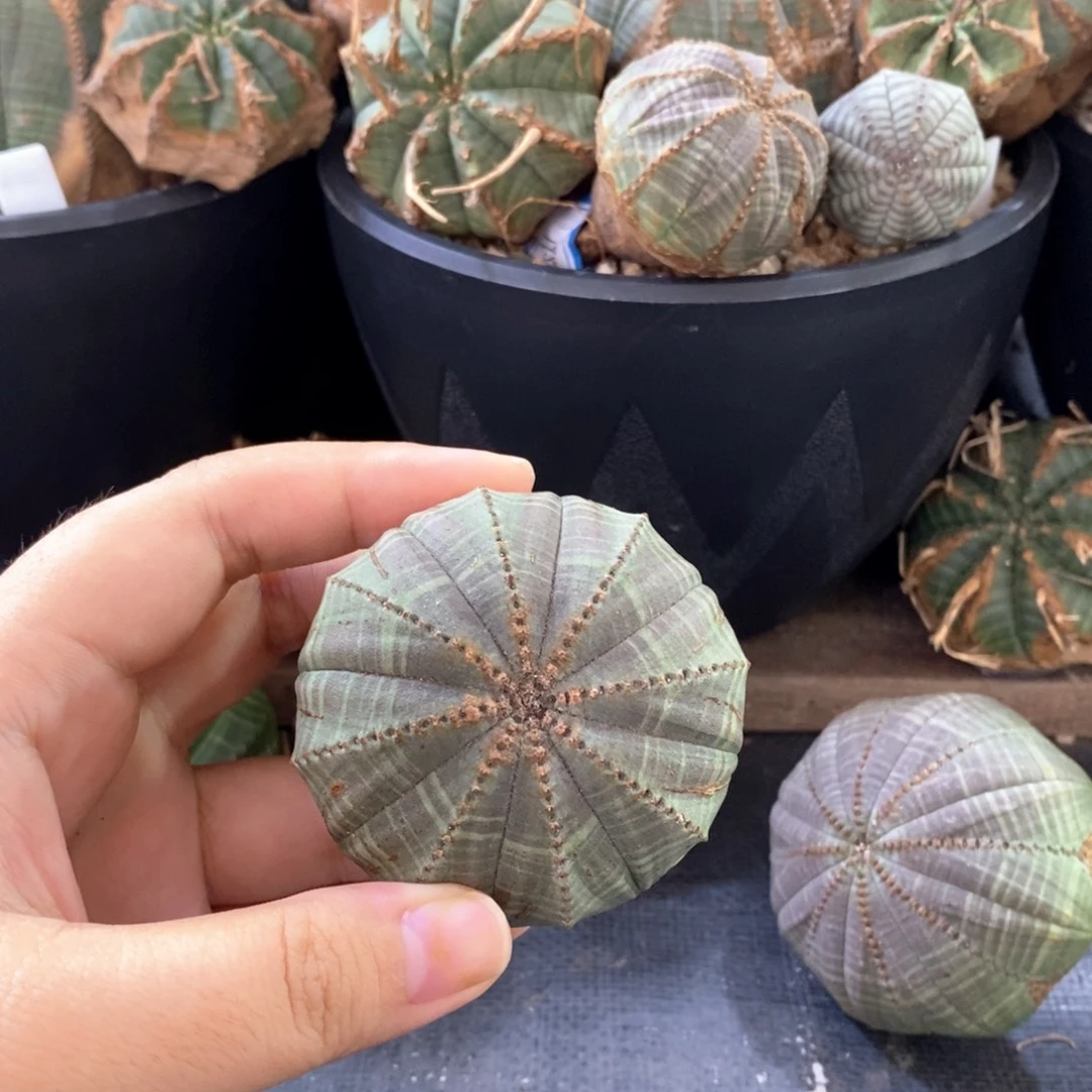 6欧系实生布纹球 一物一拍