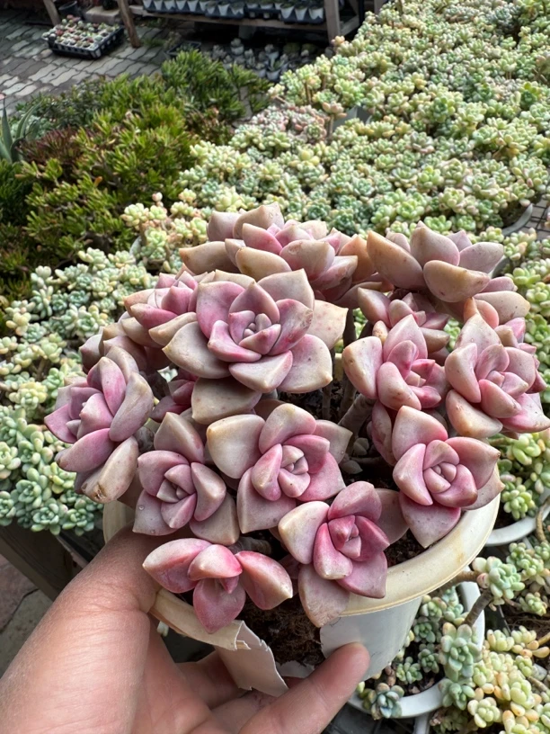 精控厚叶紫乐 颜色如图