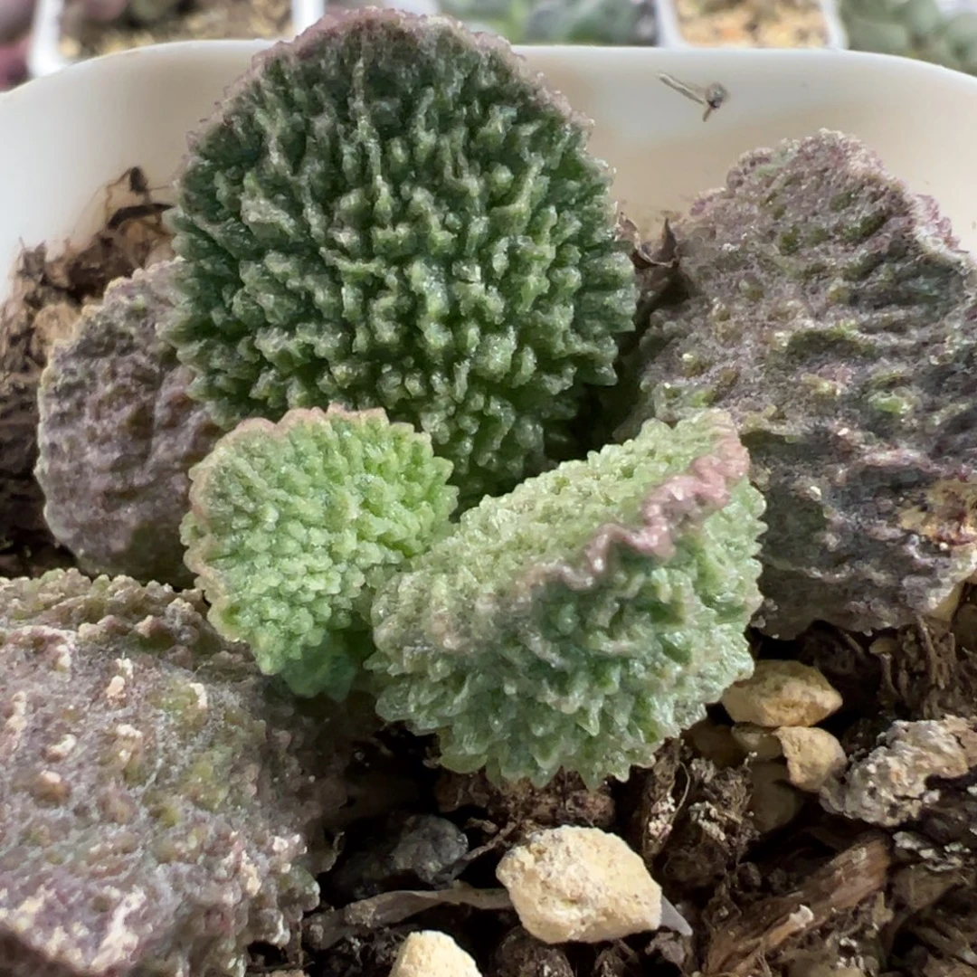 实生新品闪电纹多肉植物水泡多肉植物