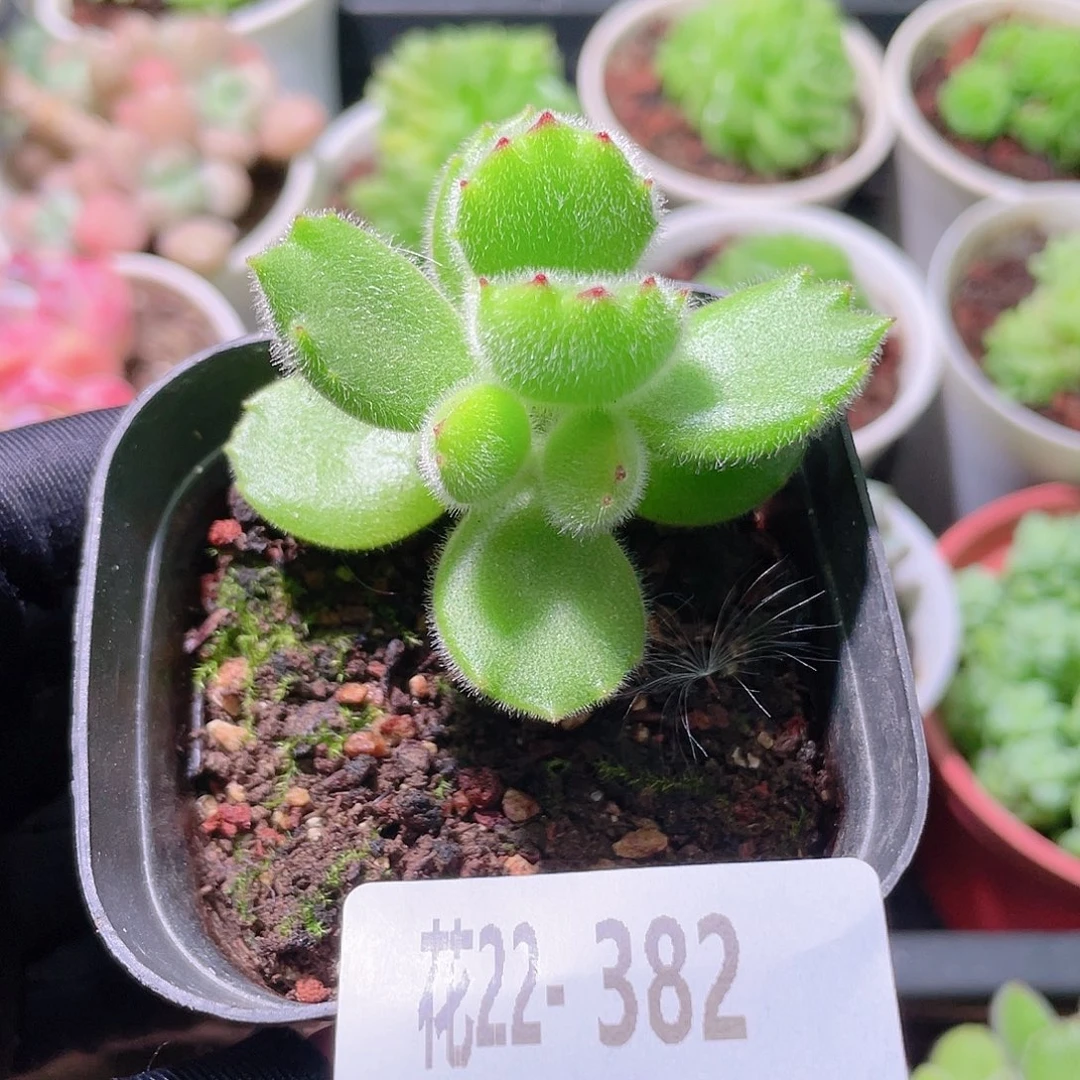 花利美22-382熊童子 不售后