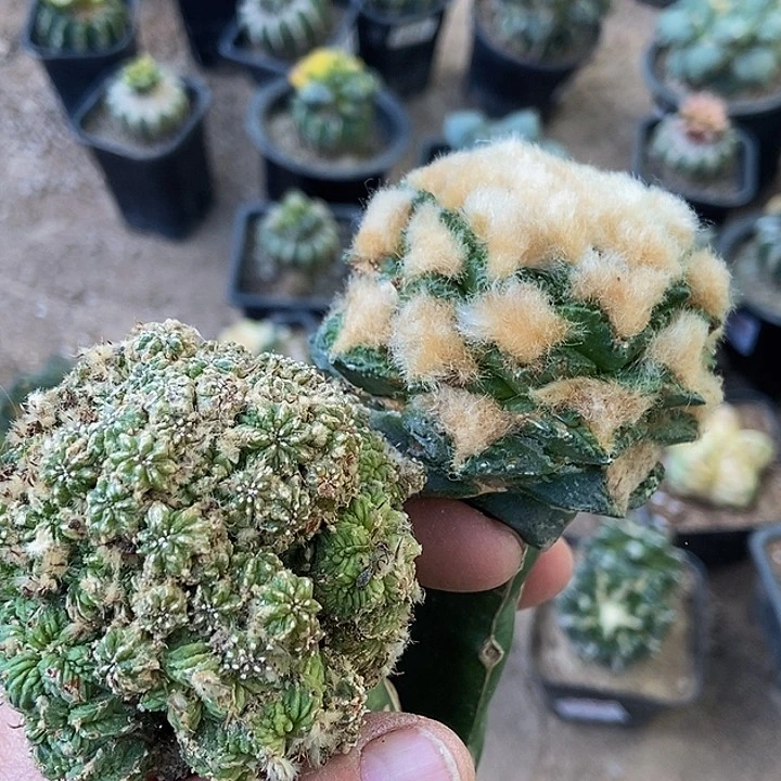 无花朵福利老花笼群，勾尤龟甲牡丹895