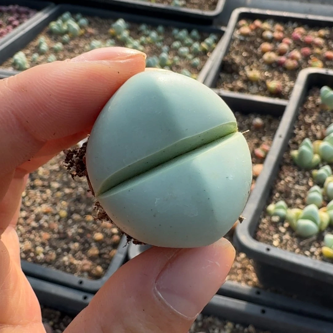 416一颗56056982688