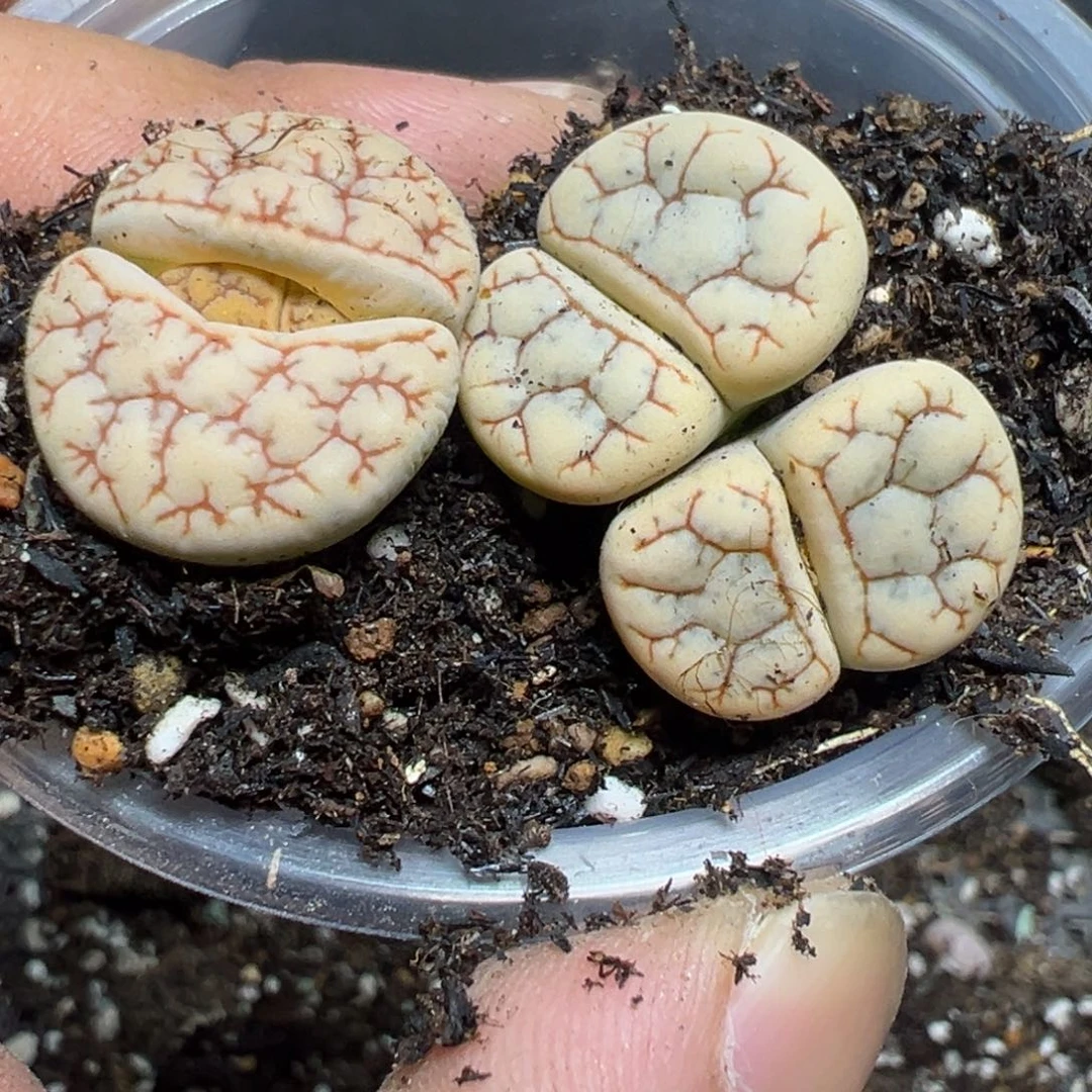 【闪购商品】 932。