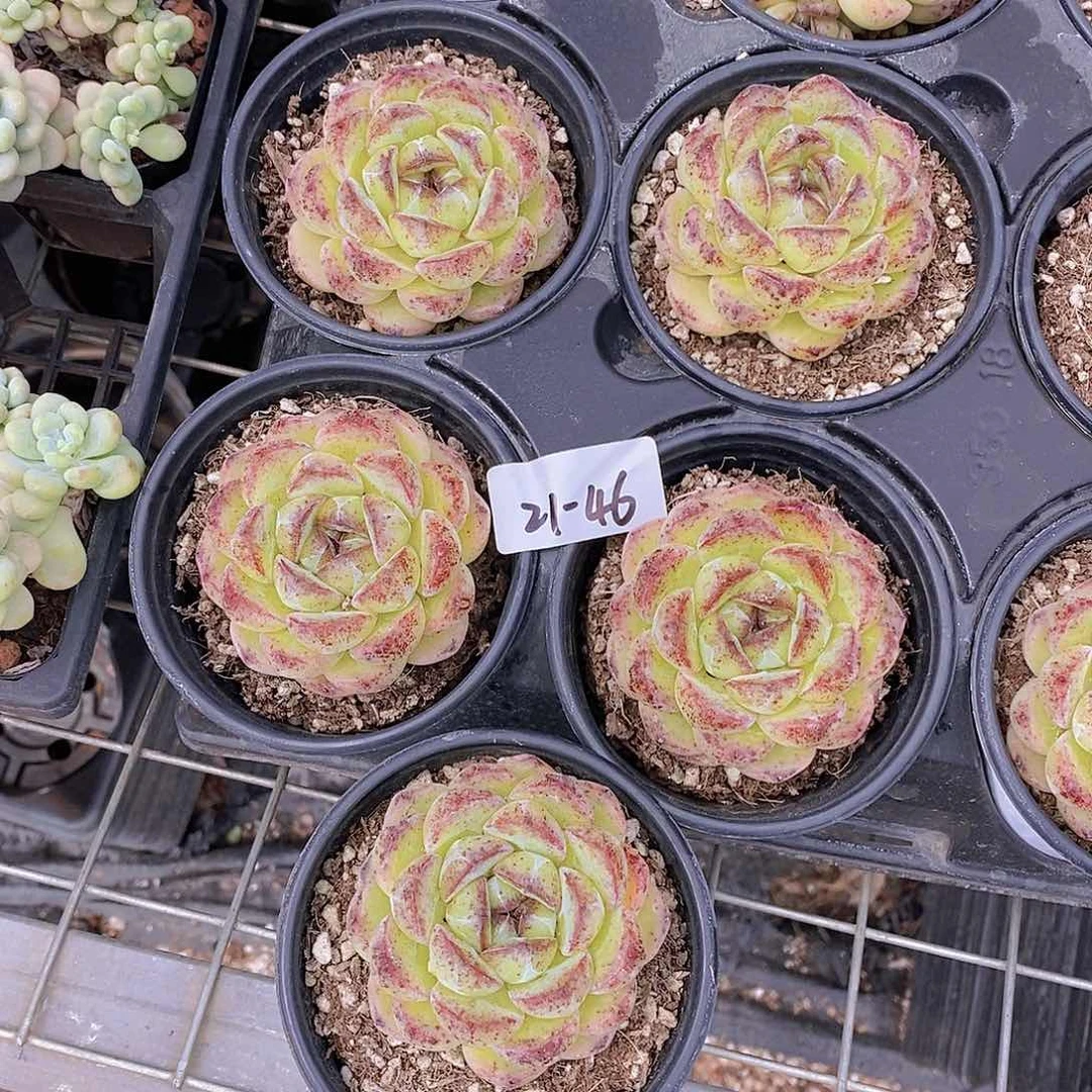 21-46- 菩提单头福利一颗 量拍