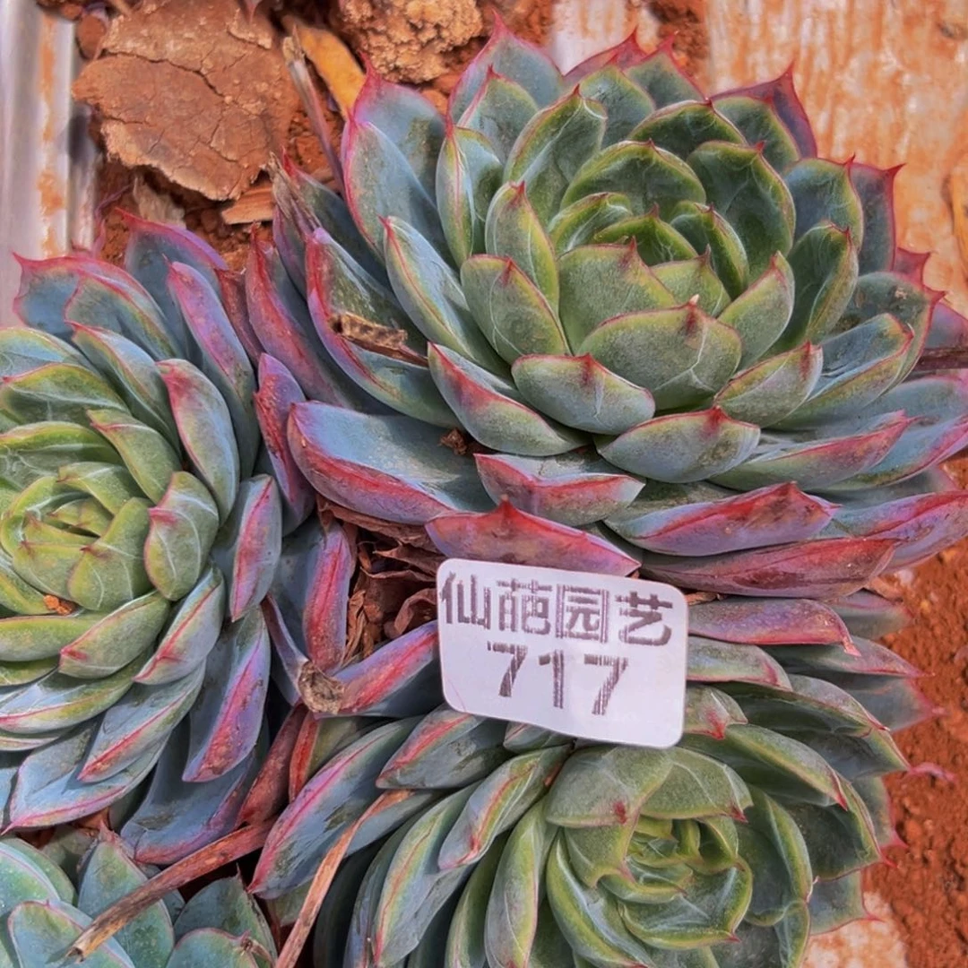 717dr呜呜呜好可爱的宝宝