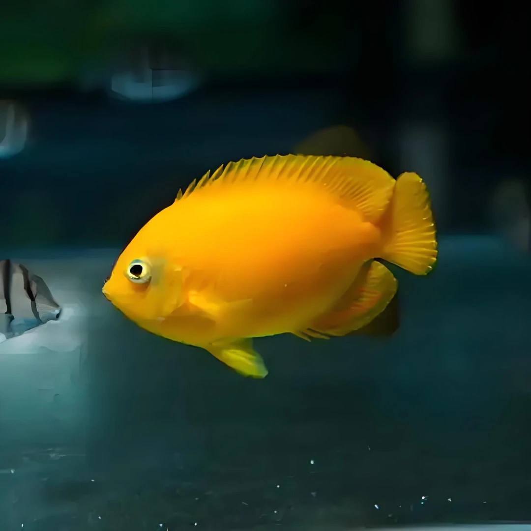 黄新娘   海水观赏鱼