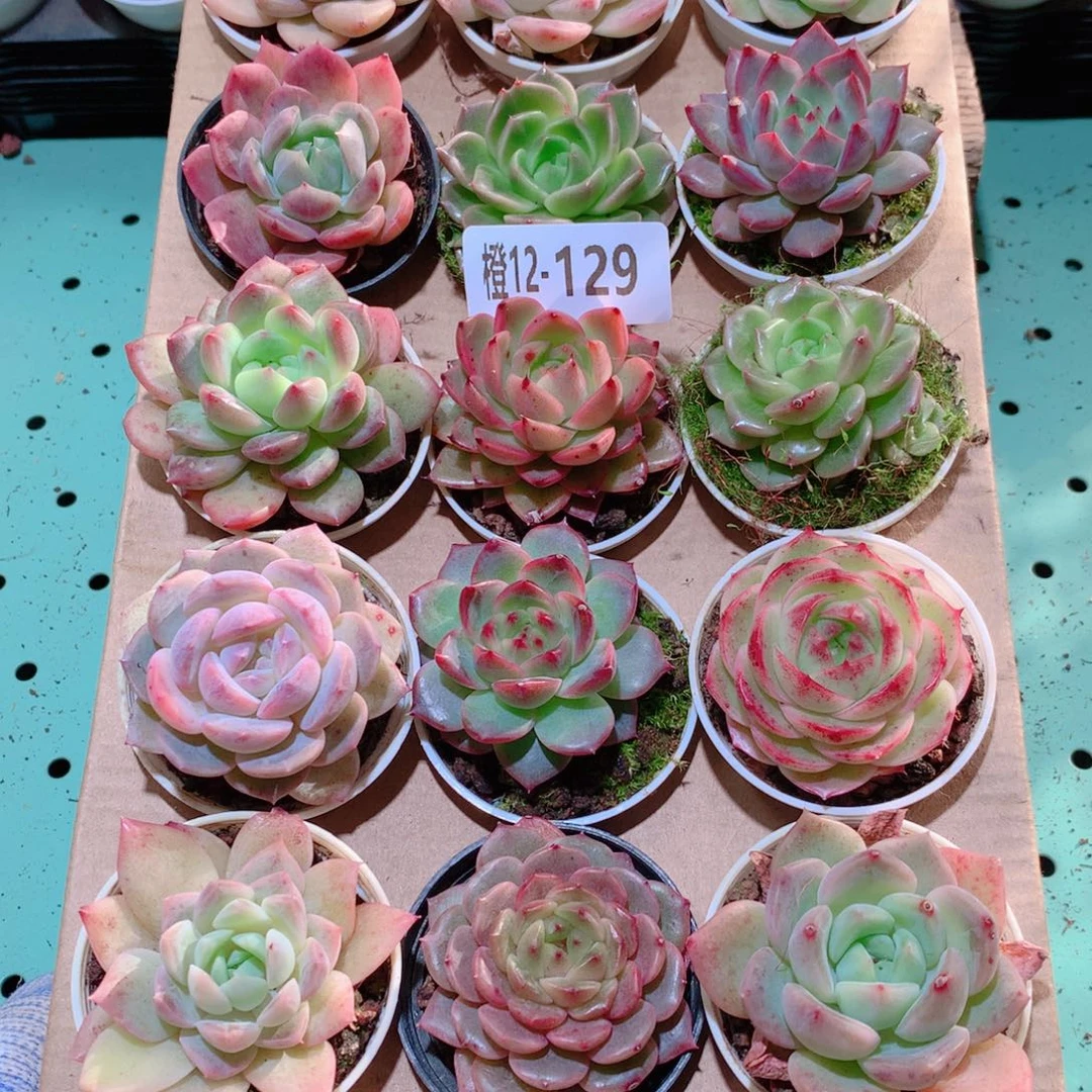 12-129一物一拍多肉带盆18颗