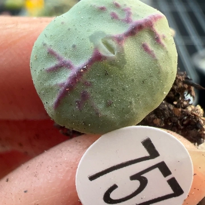 757干11111111111111