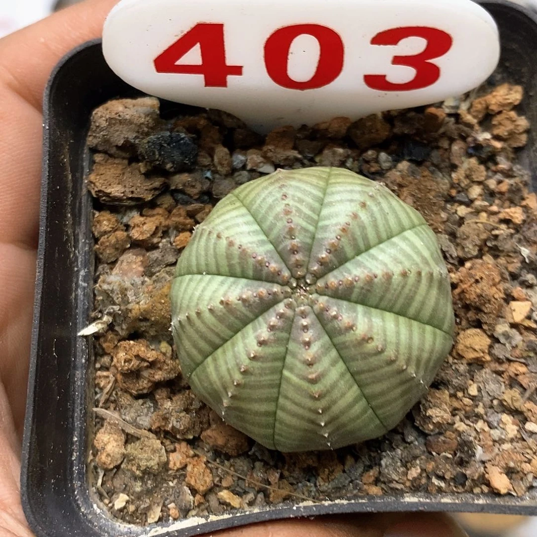 403布纹福利特价咯哈代
