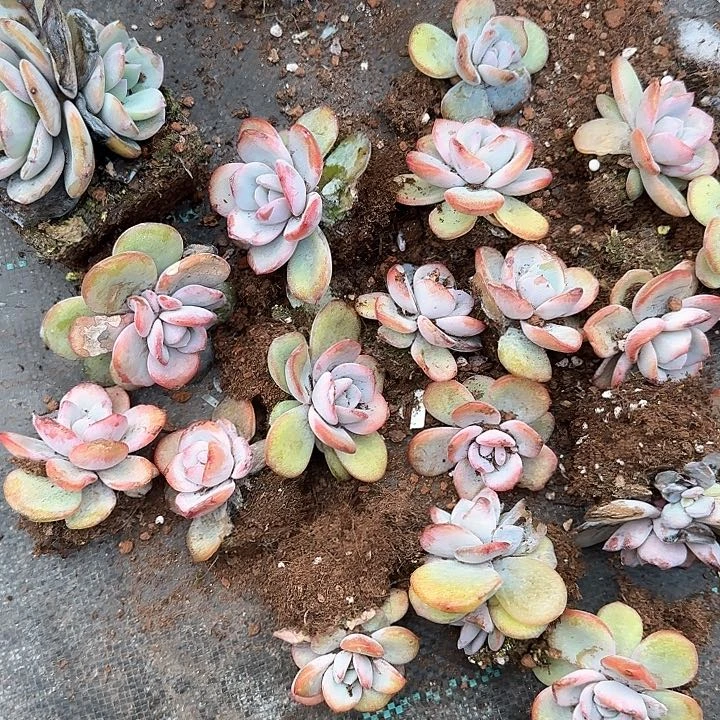 弥****云青蛙王子儿童洗发111