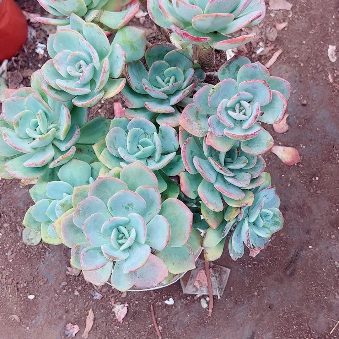 2盆白月光 多头多群生