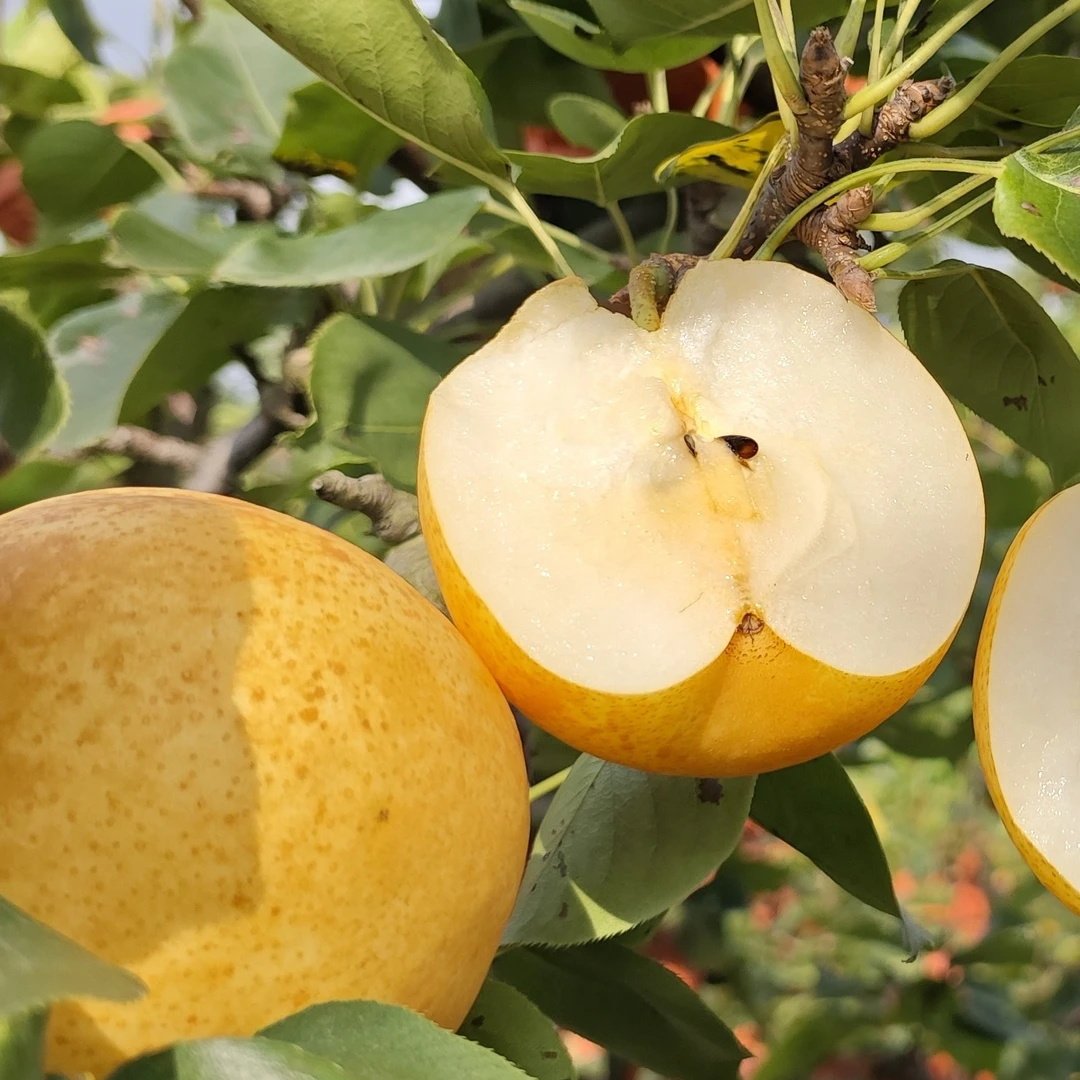 【湖南·芷江】树上熟黄金梨 包邮