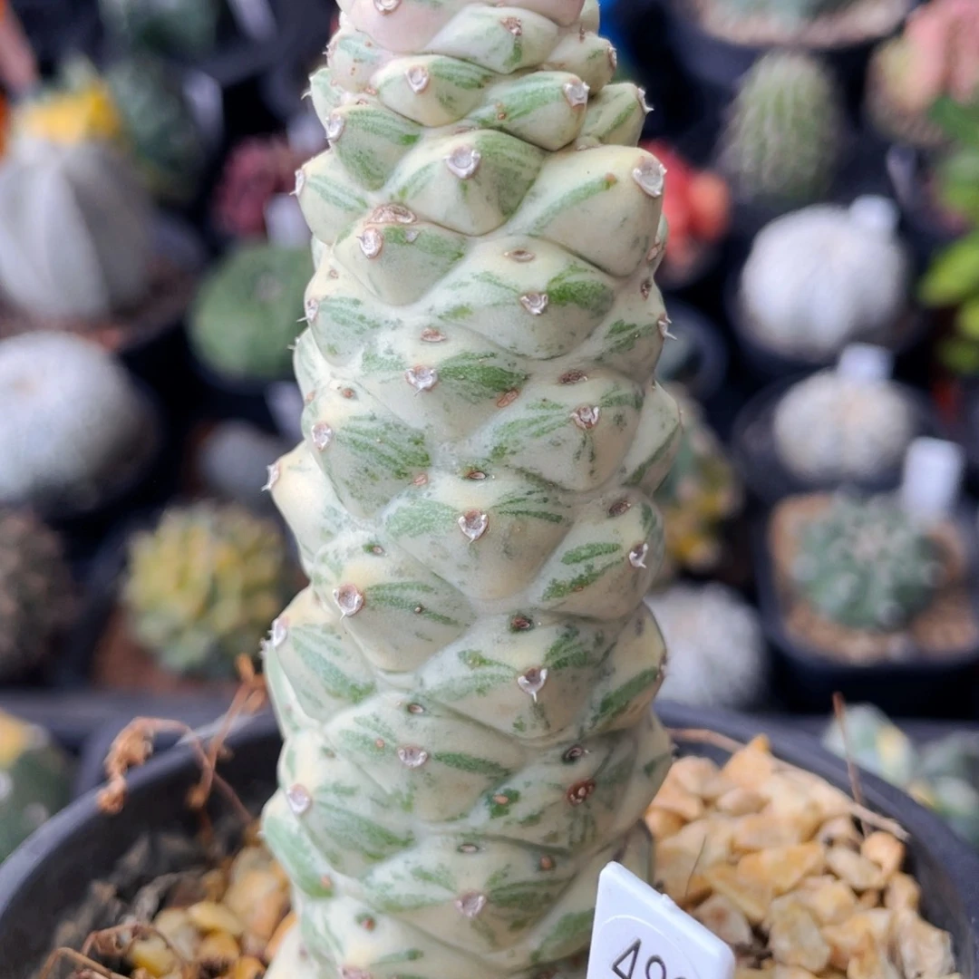 仙人球满28包邮盆口径5公分将军阁白锦