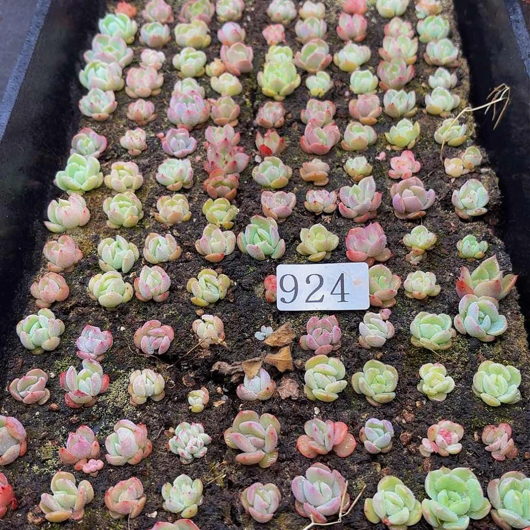 幸**人多肉植物多肉植物924