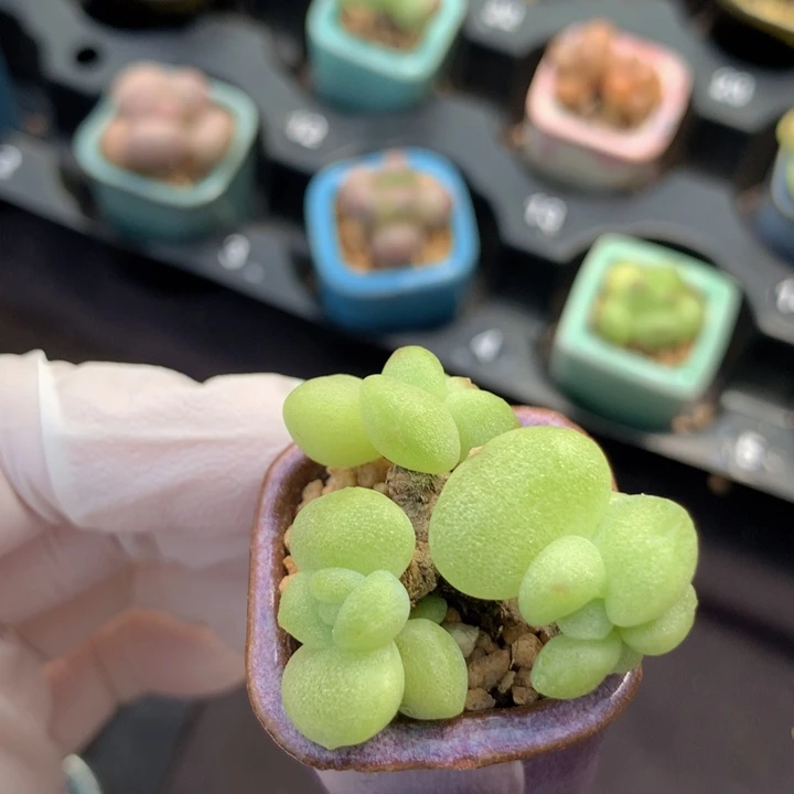小脸冰玉石化 带白锦 5头 木质