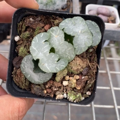 白熊寿单头6仙人球