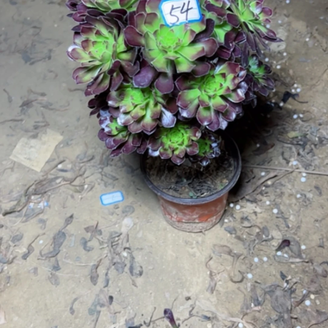 【闪购商品】春*黑豆54