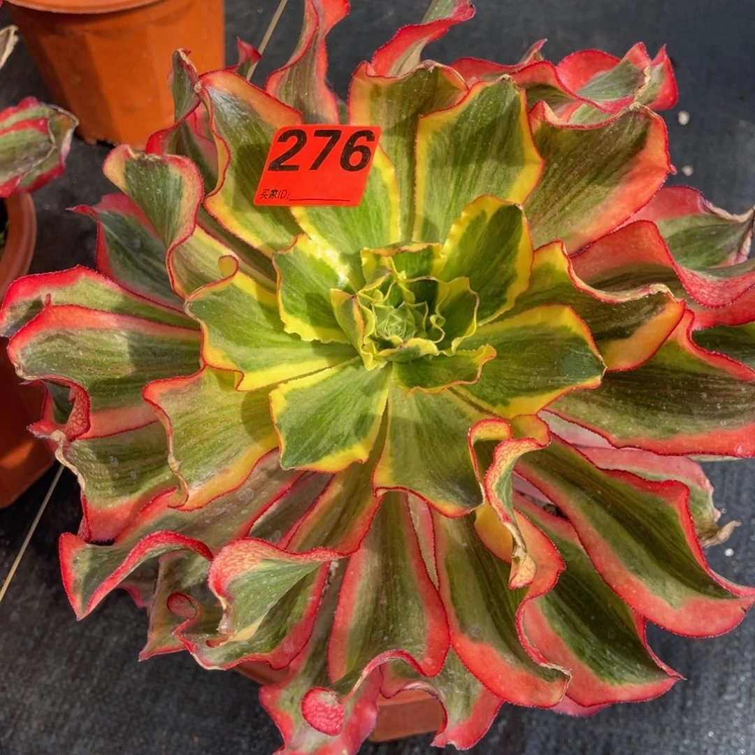 276多肉法师魅影