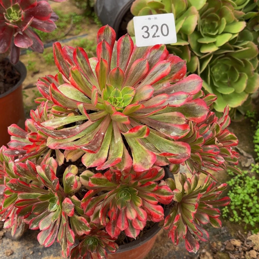 祝融320一物一拍5号捧