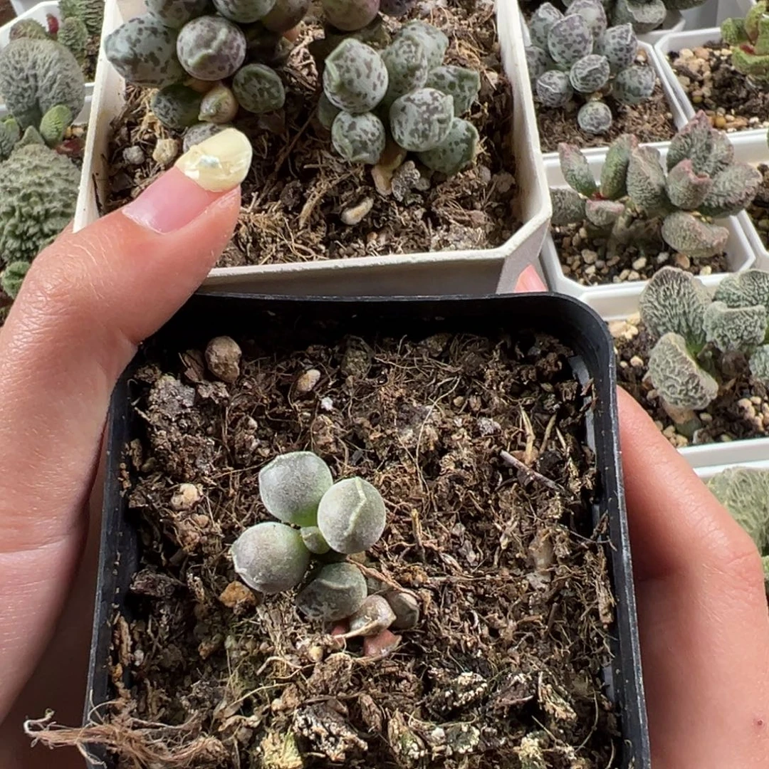 O***达摩加变异两颗一起多肉植物水泡