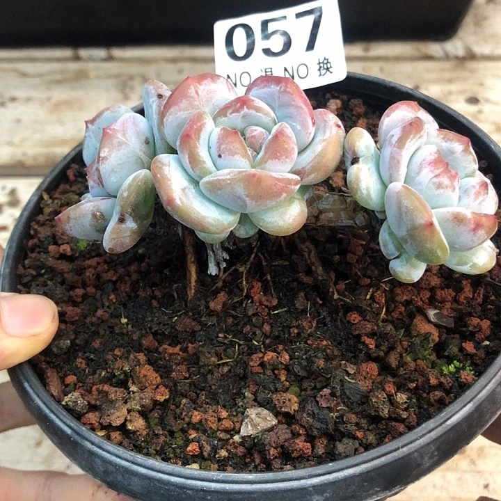 星影石榴籽福利出咯 057