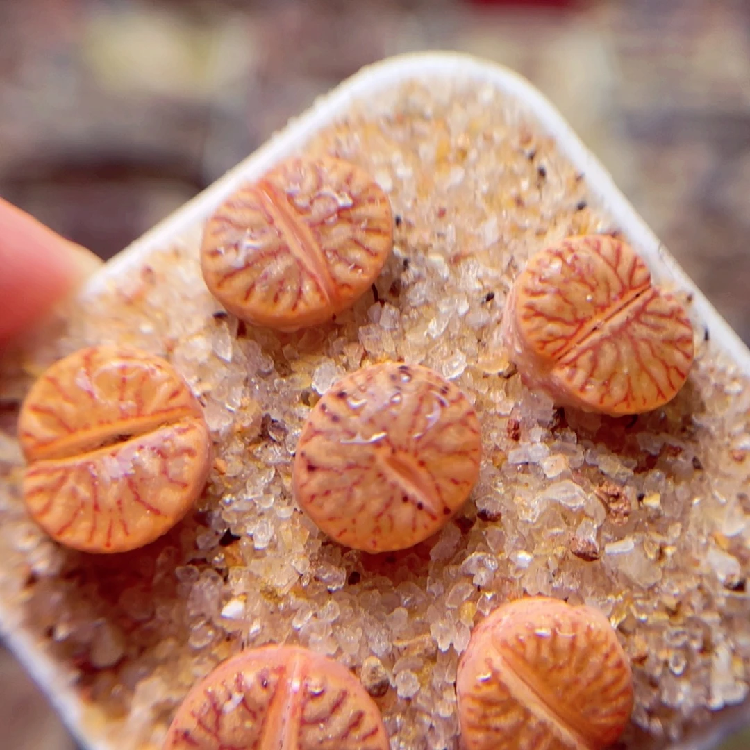 280号带盆盆包邮发货