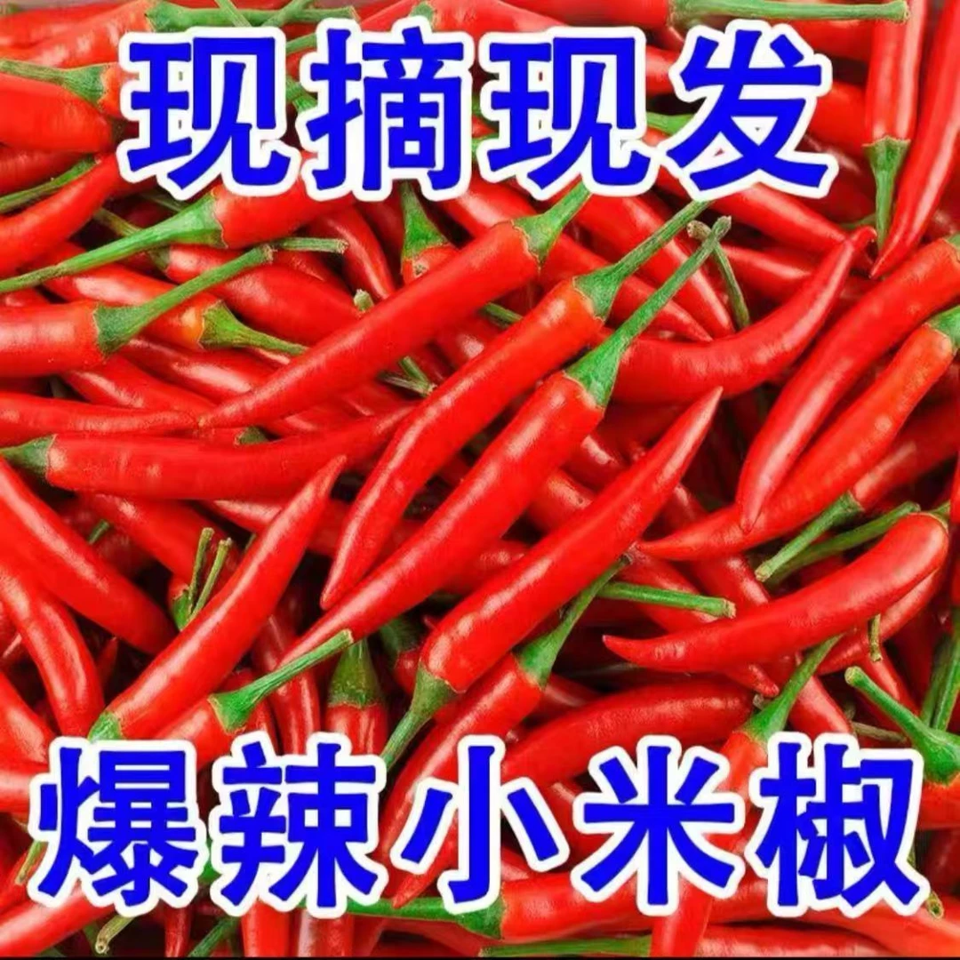 云南新鲜小米椒，新鲜采摘当天发货，