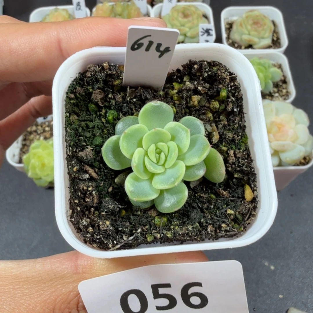 甜心614单头一物一拍056