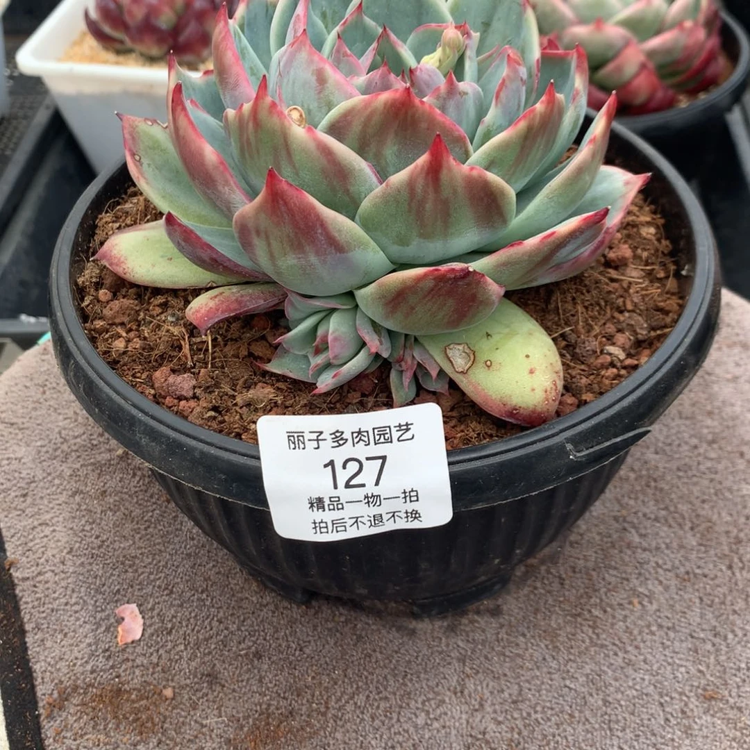 127惊鸿。花脸宽叶拉丝外翻。1托2。尺寸13。多肉植物