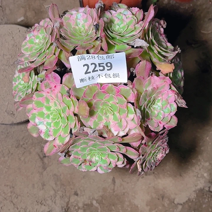 2259霁月多肉植物保护