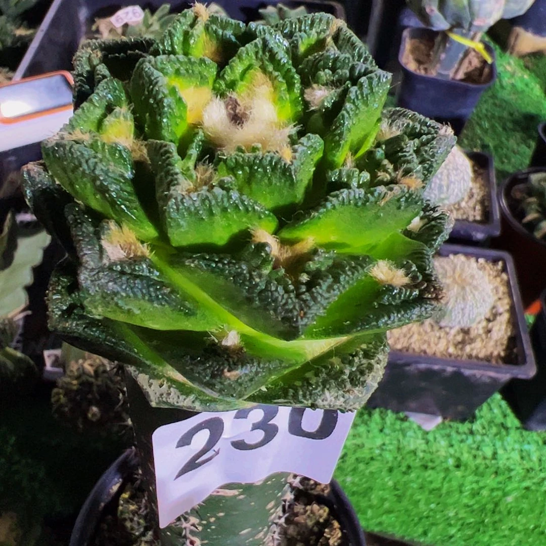 无花朵福利螺旋辛顿牡丹230