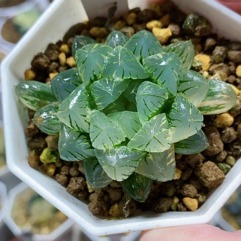 【闪购商品】170萩原玉露锦