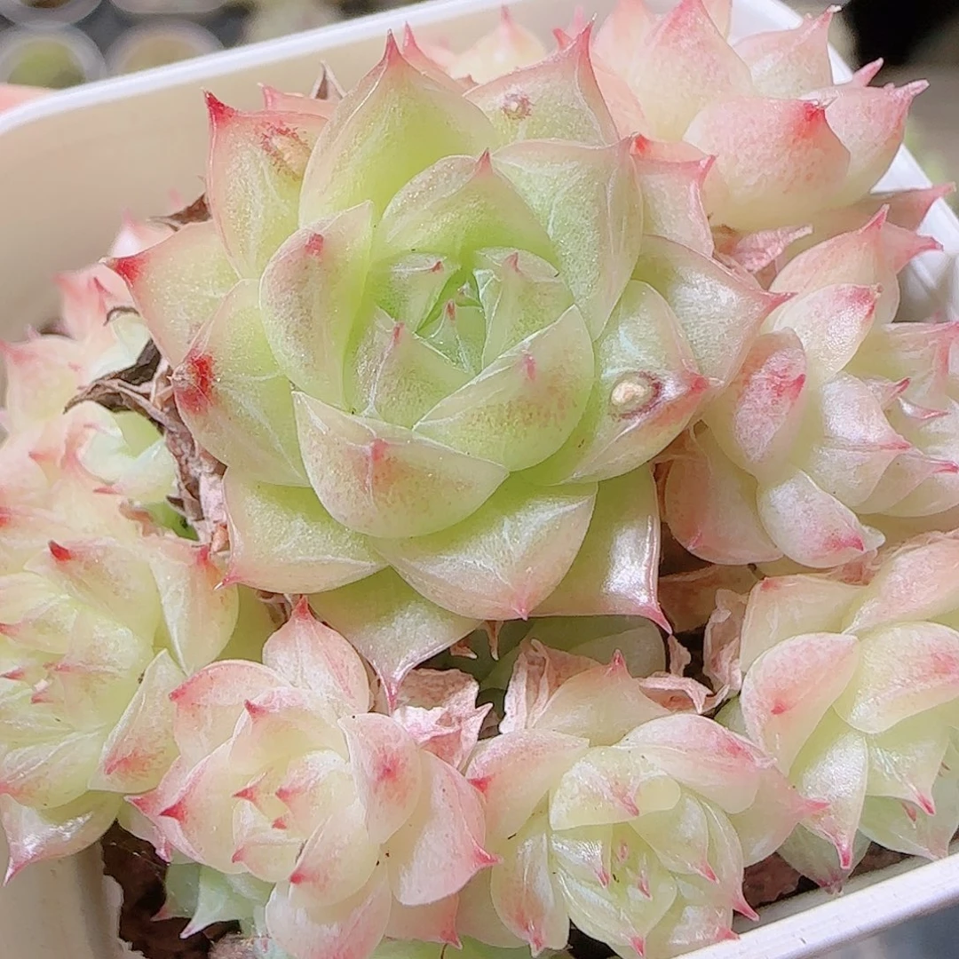 花语逸镜1120-96散