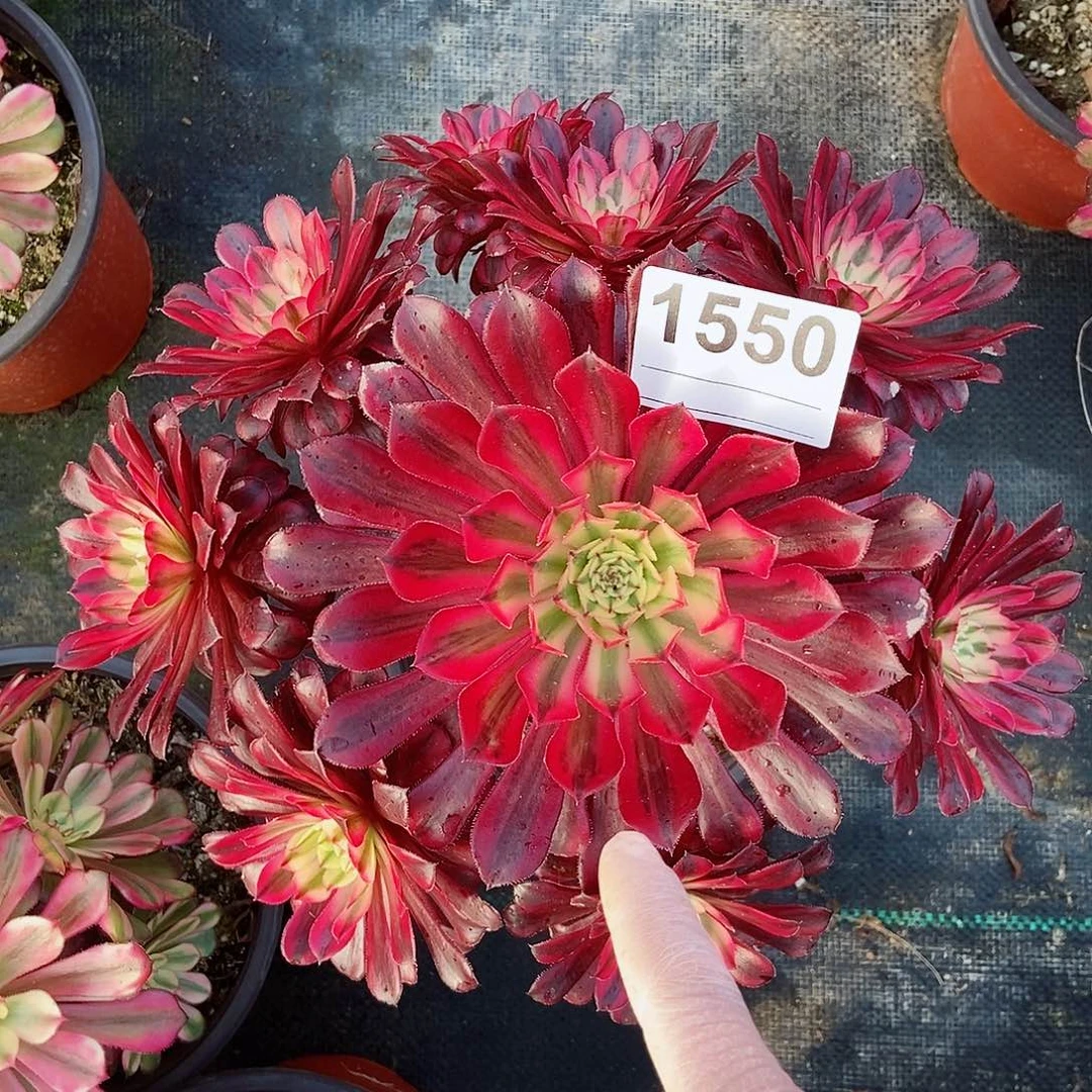 红陶1550黑铜白4多肉