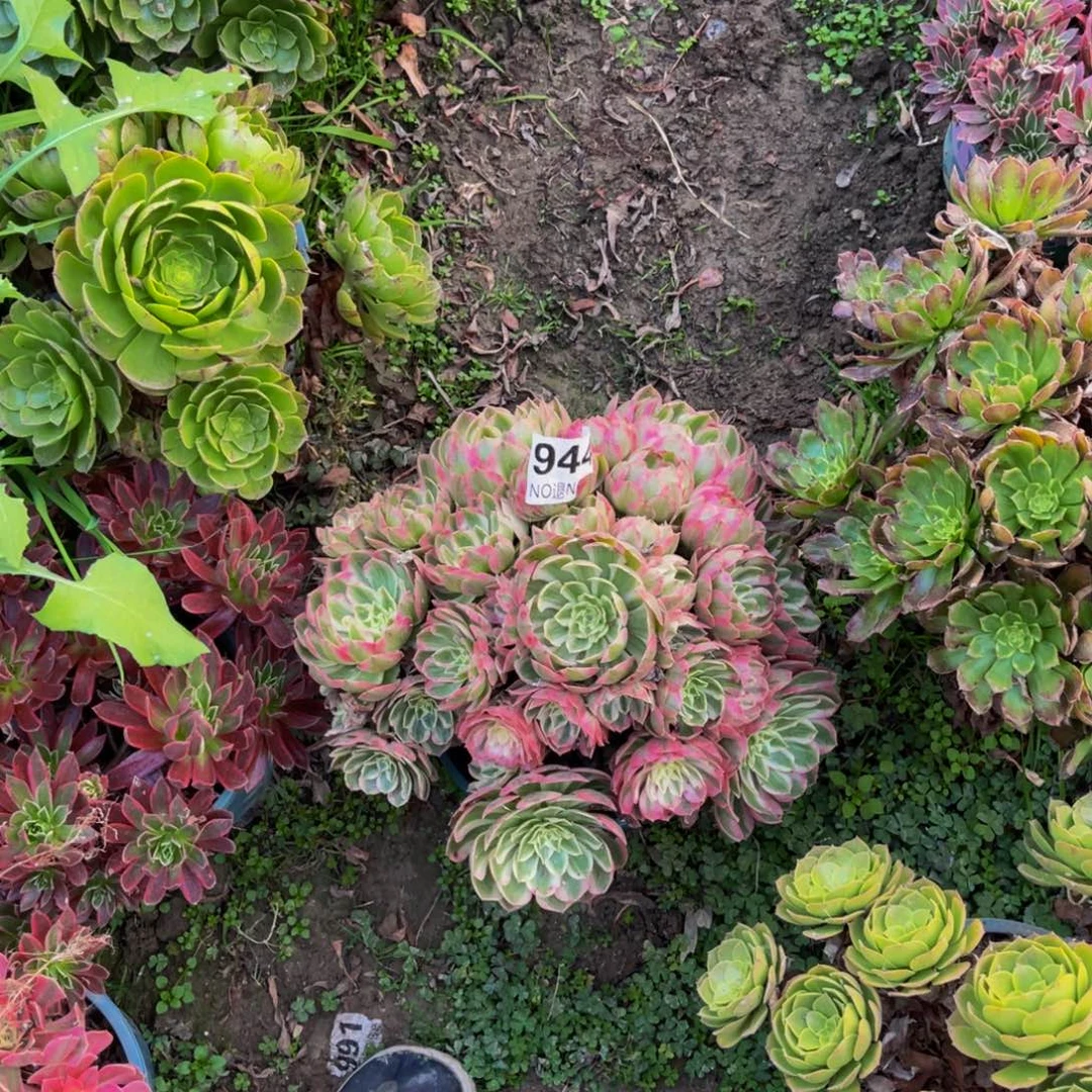 孔雀翎法师朵朵3-14