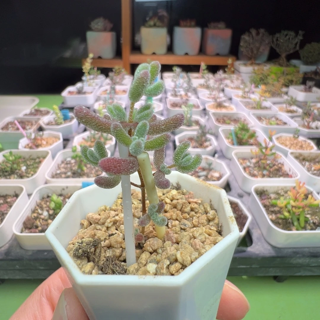 1028实生粉冰晶，一年多，拍下不退不换