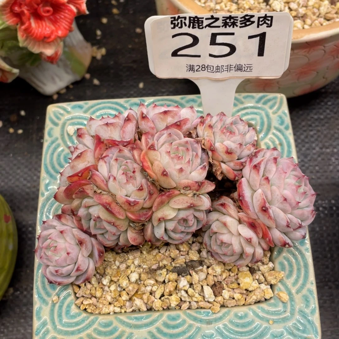 弥鹿之森一物一拍