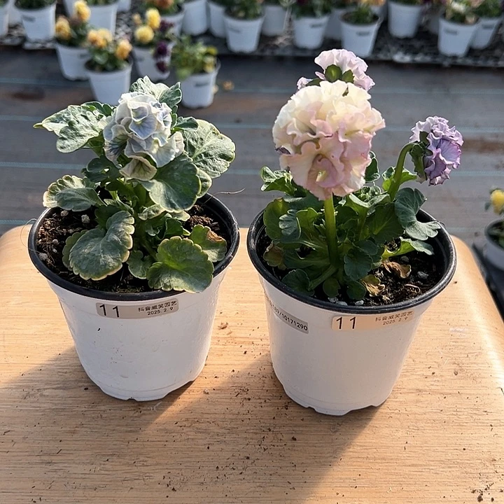 水晶抖音直播闪拍11