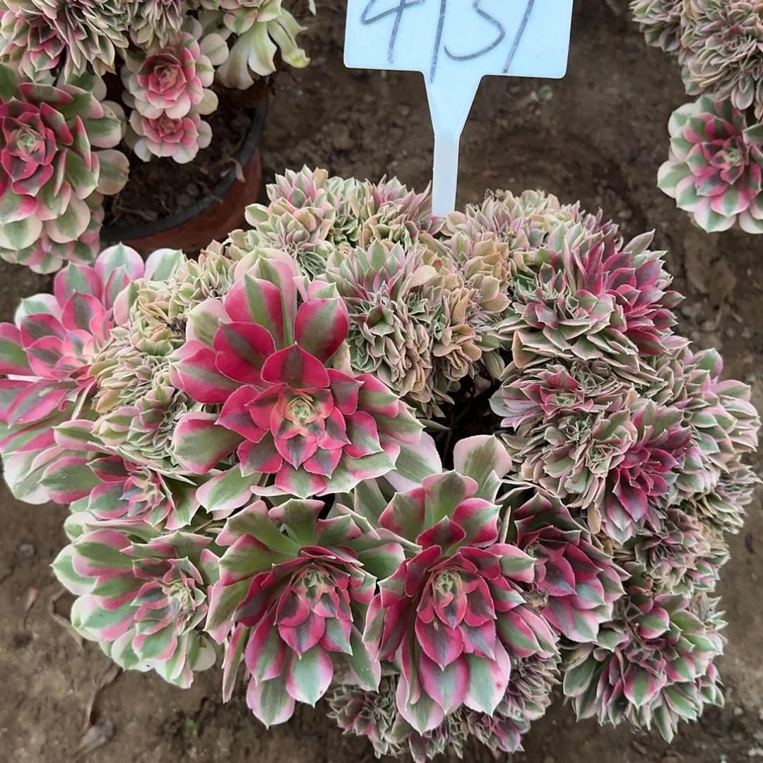 4131女巫缀多肉法师