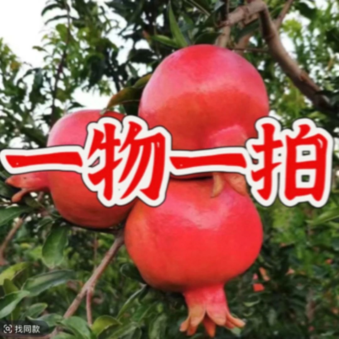 直播果树一物一拍