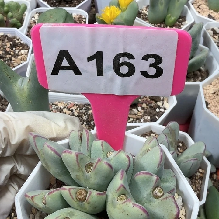 163mmmmmmmmmmmmmm
