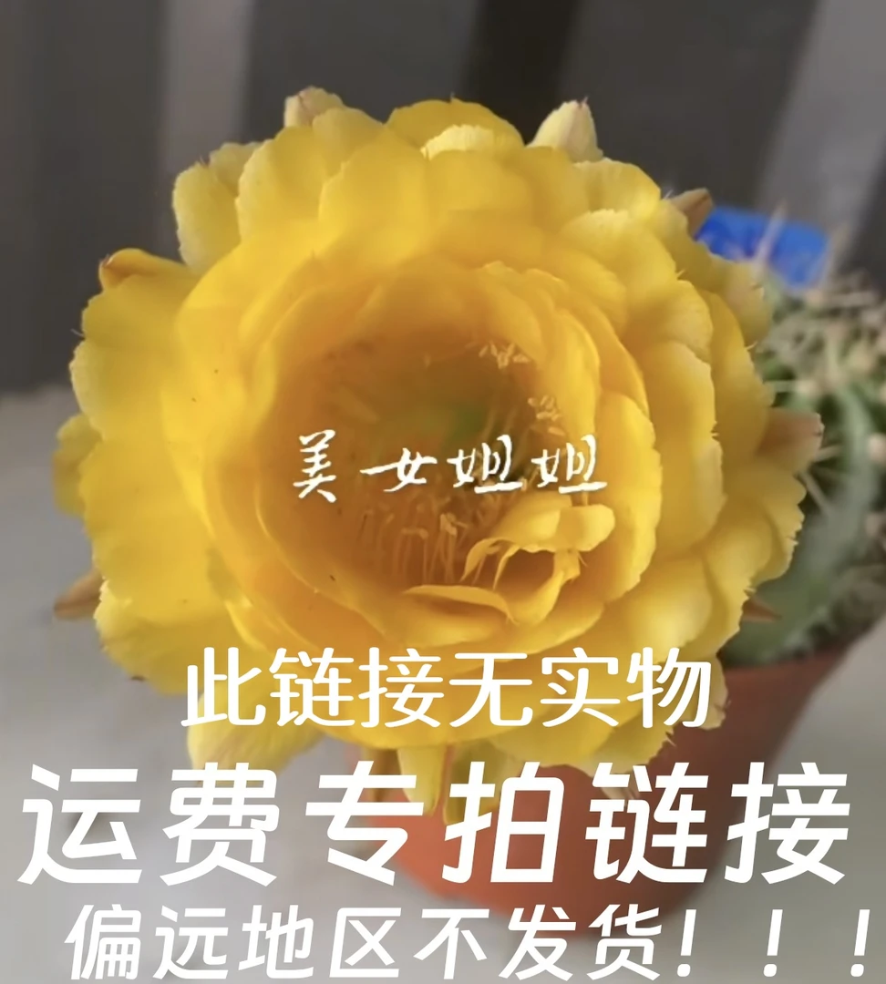 不够包邮看这里！运费专拍链接！无实物！彩草仙人球直播专用！！！